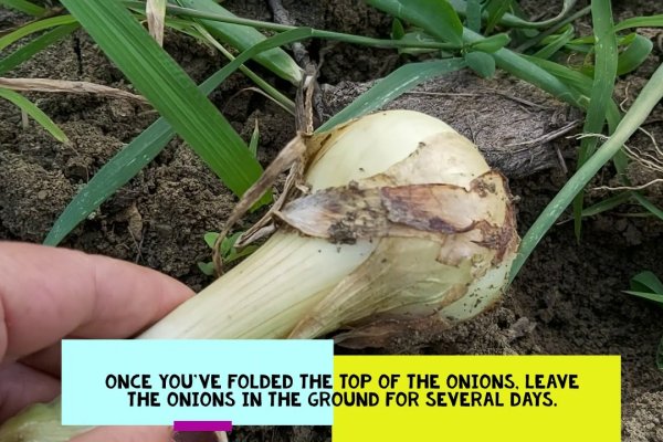Kraken ссылка tor kraken ssylka onion com