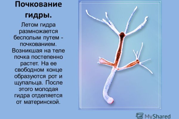 Где взять ссылку на кракен
