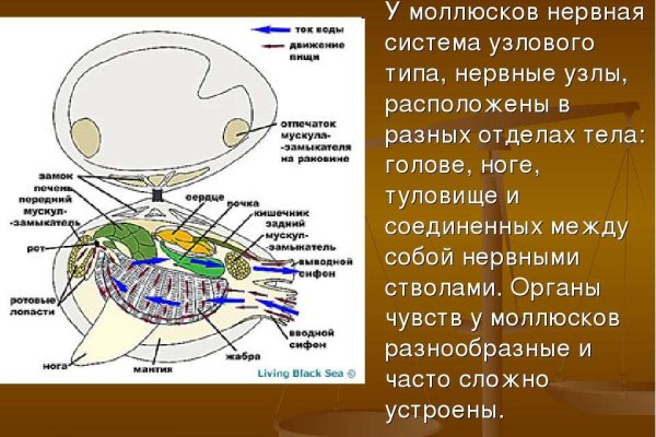 Кракен онион сайт io