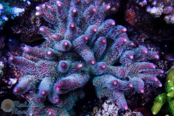 Kraken ru официальный сайт krmp.cc